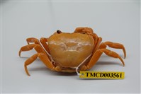 藏品(拉氏清溪蟹)的圖片